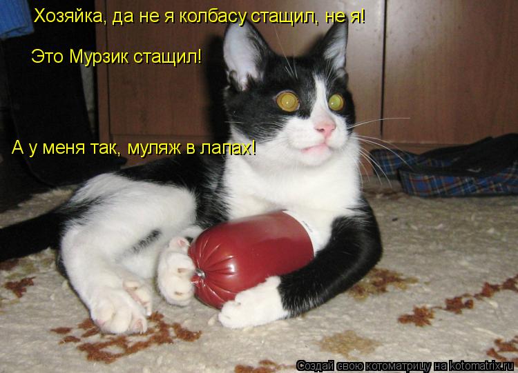 Это Мурзик стащил! Хозяйка, да не я колбасу стащил, не я! А у меня так, муляж в лапах!... Котоматрица: Это Мурзик стащил! Хозяйка, да не я колбасу стащил, не я! А у меня так, муляж в лапах!