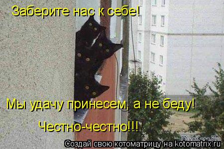 Заберите нас к себе! Мы удачу принесем, а не беду! Честно-честно!!!... Котоматрица: Заберите нас к себе! Мы удачу принесем, а не беду! Честно-честно!!!