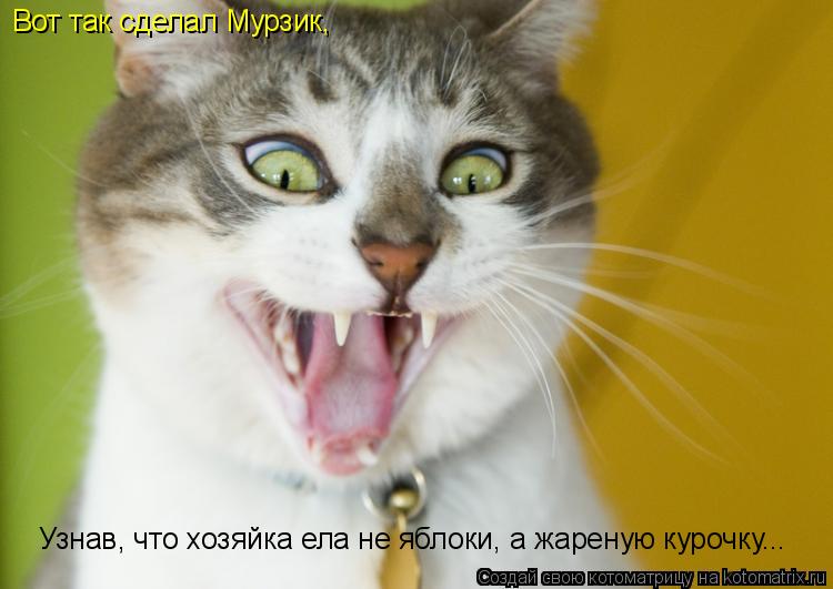 Вот так сделал Мурзик, Узнав, что хозяйка ела не яблоки, а жареную курочку...... Котоматрица: Вот так сделал Мурзик, Узнав, что хозяйка ела не яблоки, а жареную курочку...