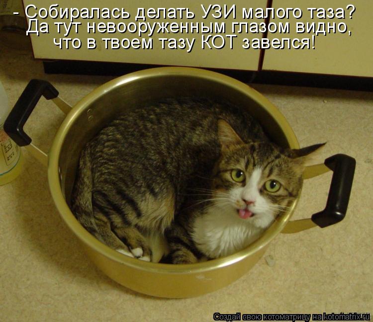 - Собиралась делать УЗИ малого таза? Да тут невооруженным глазом видно, что в твоем тазу КОТ завелся!... Котоматрица: - Собиралась делать УЗИ малого таза? Да тут невооруженным глазом видно, что в твоем тазу КОТ завелся!