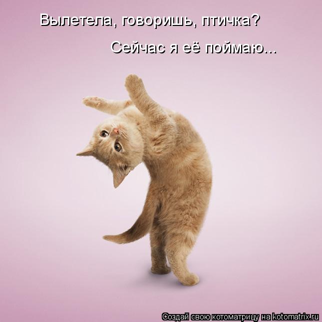 Котоматрица: Вылетела, говоришь, птичка? Сейчас я её поймаю...