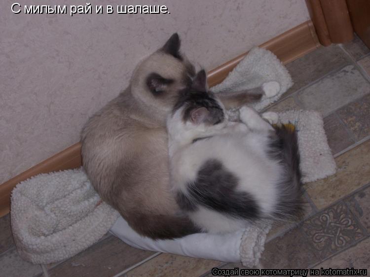 Котоматрица: С милым рай и в шалаше.