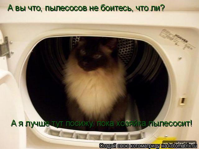 А вы что, пылесосов не боитесь, что ли? А я лучше тут посижу, пока хозяйка пылесосит!... Котоматрица: А вы что, пылесосов не боитесь, что ли? А я лучше тут посижу, пока хозяйка пылесосит!