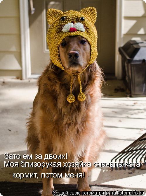 Котоматрица: Зато ем за двоих!   кормит, потом меня! Моя близорукая хозяйка сначала кота Моя близорукая хозяйка сначала кота