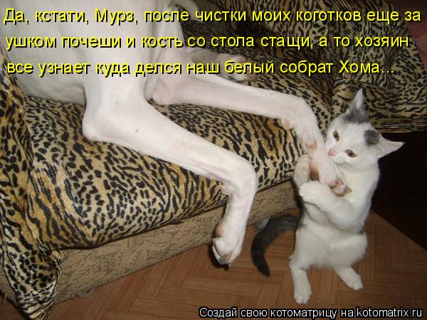 Котоматрица: Да, кстати, Мурз, после чистки моих коготков еще за ушком почеши и кость со стола стащи, а то хозяин все узнает куда делся наш белый собрат Хо