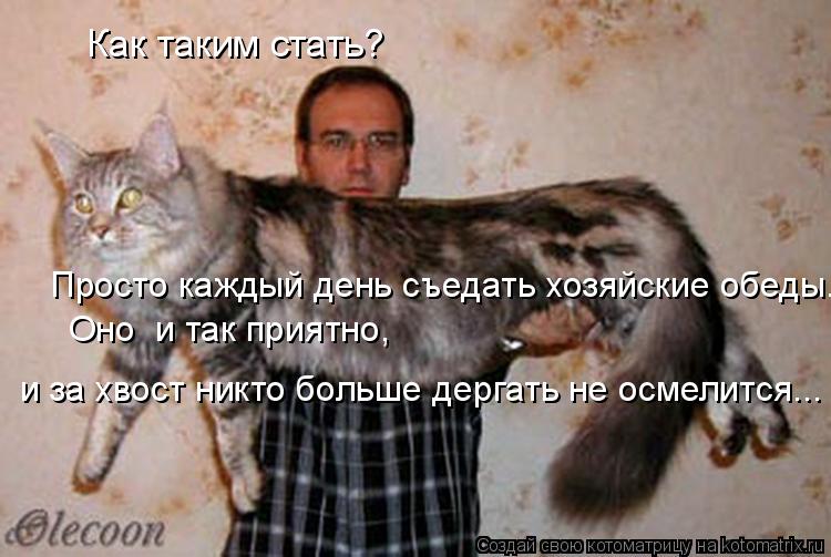 Котоматрица: Как таким стать? Просто каждый день съедать хозяйские обеды. Оно  и так приятно, и за хвост никто больше дергать не осмелится...