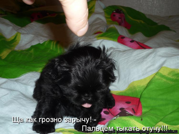 Ща как грозно зарычу! - Пальцем тыкать отучу!!!... Котоматрица: Ща как грозно зарычу! - Пальцем тыкать отучу!!!