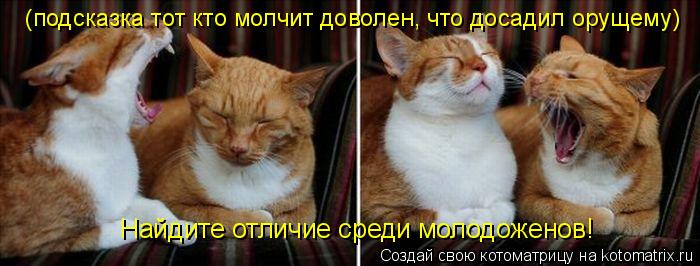 Котоматрица: Найдите отличие среди молодоженов! (подсказка тот кто молчит доволен, что досадил орущему)