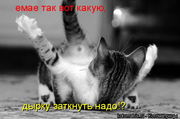 Котоматрица: емае так вот какую, дырку заткнуть надо!?