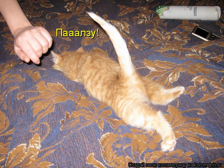 Котоматрица: Пааалзу!
