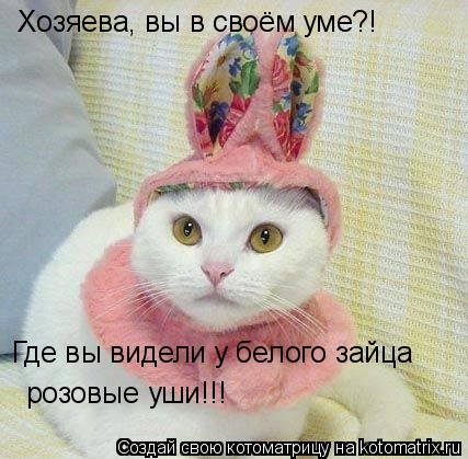 Хозяева, вы в своём уме?! Где вы видели у белого зайца розовые уши!!!... Котоматрица: Хозяева, вы в своём уме?! Где вы видели у белого зайца розовые уши!!!