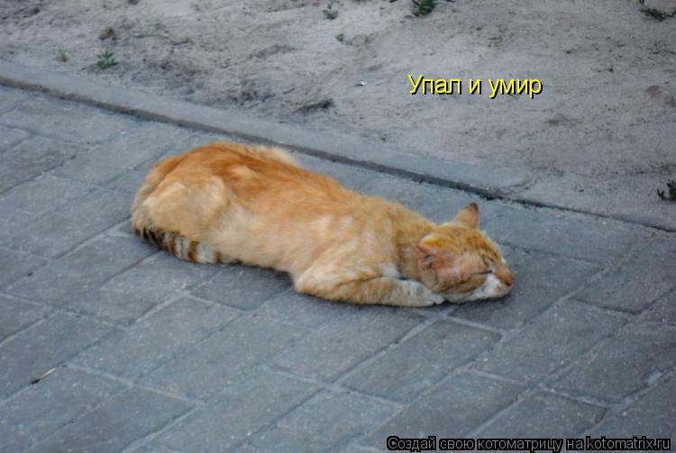 Котоматрица: Упал и умир