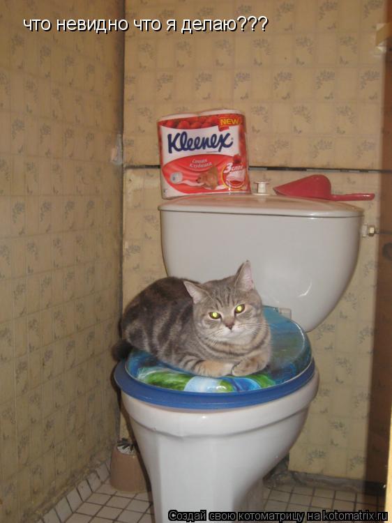 Котоматрица: что невидно что я делаю???