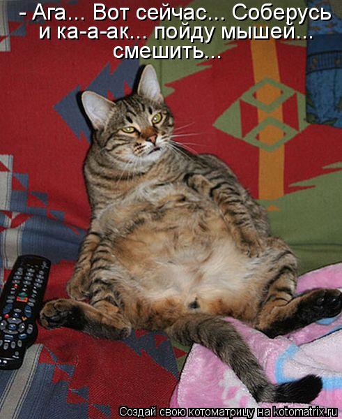 - Ага... Вот сейчас... Соберусь и ка-а-ак... пойду мышей... смешить...... Котоматрица: - Ага... Вот сейчас... Соберусь и ка-а-ак... пойду мышей... смешить...