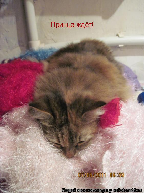 Котоматрица: Принца ждёт!