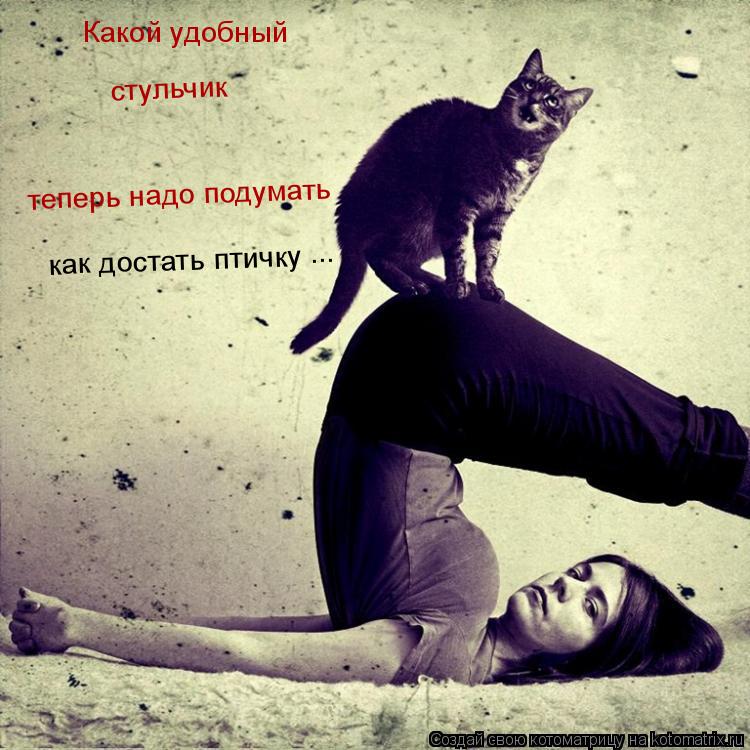 Котоматрица: Какой удобный стульчик теперь надо подумать как достать птичку ...