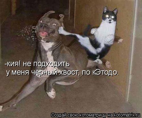 Котоматрица: -кия! не подходить у меня чёрный хвост, по кЭтодо.