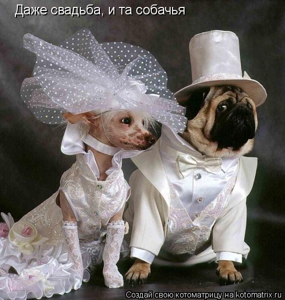 Котоматрица: Даже свадьба, и та собачья