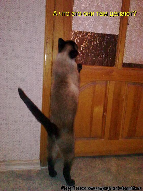 А что это они там делают?... Котоматрица: А что это они там делают?
