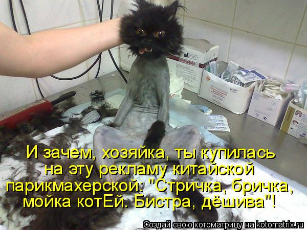 И зачем, хозяйка, ты купилась на эту рекламу китайской парикмахерской: "Стричка, бричка, мойка котЕй... Котоматрица: И зачем, хозяйка, ты купилась на эту рекламу китайской парикмахерской: "Стричка, бричка, мойка котЕй. Бистра, дёшива"!