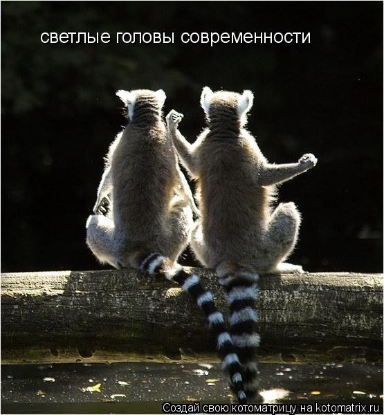 светлые головы современности... Котоматрица: светлые головы современности
