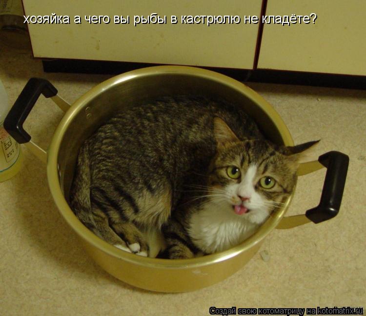 Котоматрица: хозяйка а чего вы рыбы в кастрюлю не кладёте?