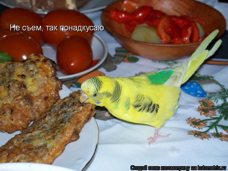 Котоматрица: Не съем, так понадкусаю
