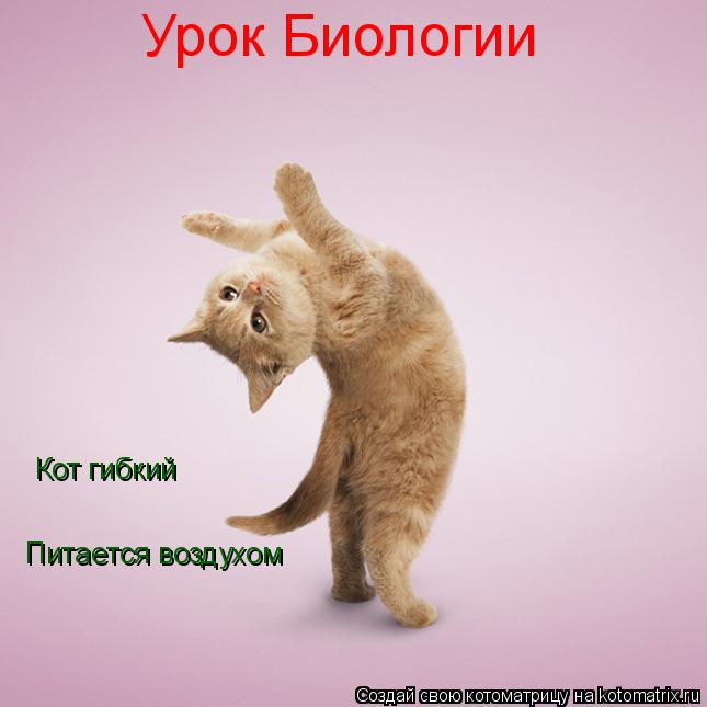 Котоматрица: Урок Биологии Кот гибкий Питается воздухом