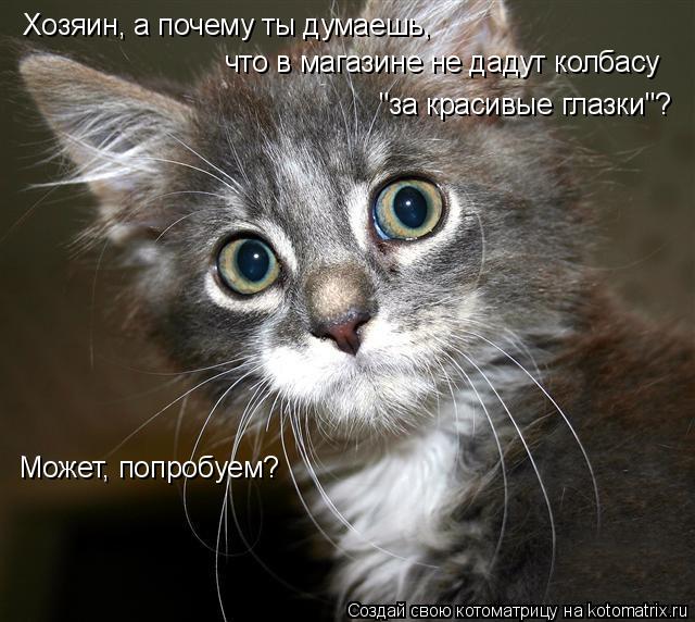 Котоматрица: Хозяин, а почему ты думаешь, что в магазине не дадут колбасу  "за красивые глазки"? Может, попробуем?