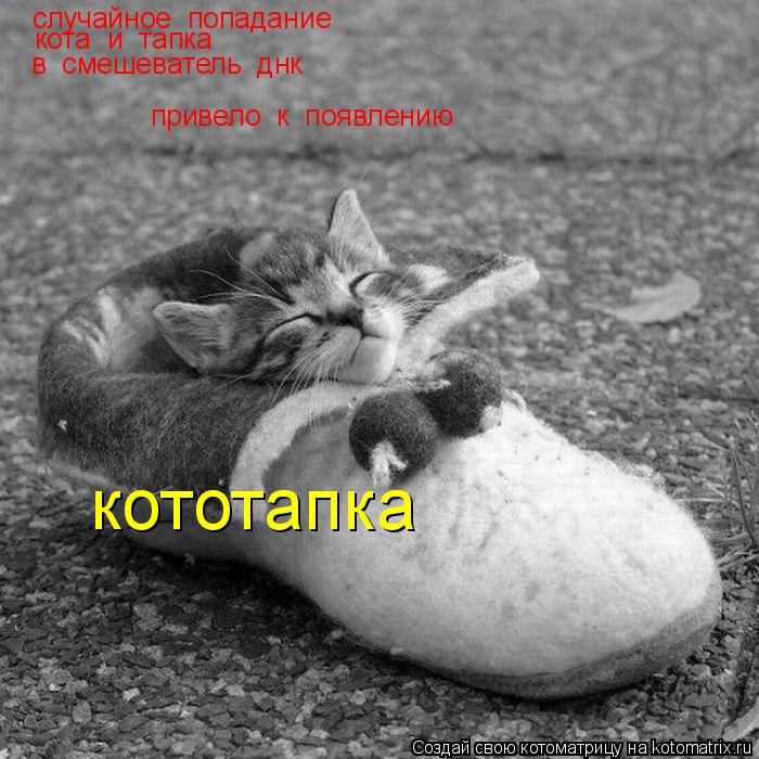 случайное попадание кота и тапка в смешеватель днк привело к появлению кототапка... Котоматрица: случайное попадание кота и тапка в смешеватель днк привело к появлению кототапка