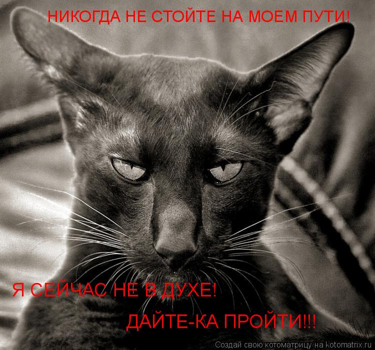 Я СЕЙЧАС НЕ В ДУХЕ! НИКОГДА НЕ СТОЙТЕ НА МОЕМ ПУТИ! ДАЙТЕ-КА ПРОЙТИ!!!... Котоматрица: Я СЕЙЧАС НЕ В ДУХЕ! НИКОГДА НЕ СТОЙТЕ НА МОЕМ ПУТИ! ДАЙТЕ-КА ПРОЙТИ!!!