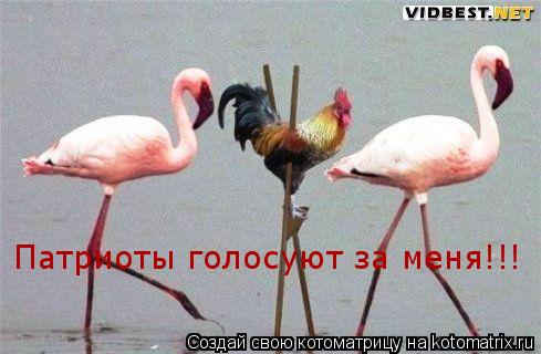 Патриоты голосуют за меня!!!... Котоматрица: Патриоты голосуют за меня!!!