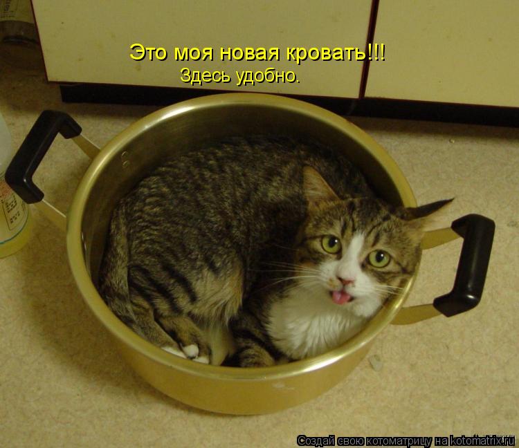 Это моя новая кровать!!! Здесь удобно.... Котоматрица: Это моя новая кровать!!! Здесь удобно.