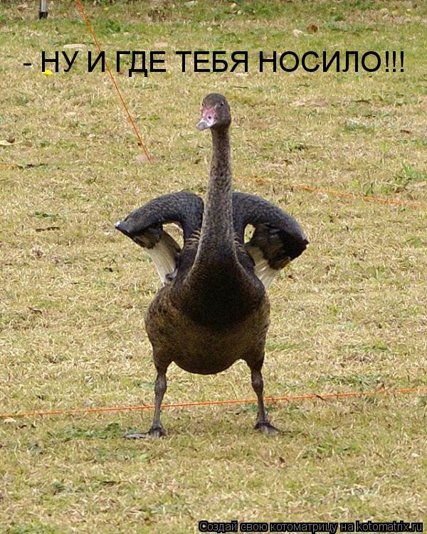 - НУ И ГДЕ ТЕБЯ НОСИЛО!!!... Котоматрица: - НУ И ГДЕ ТЕБЯ НОСИЛО!!!