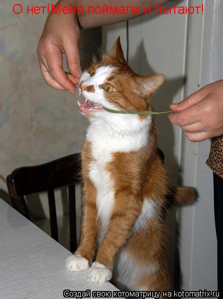 Котоматрица: О нет!Меня поймали и пытают!