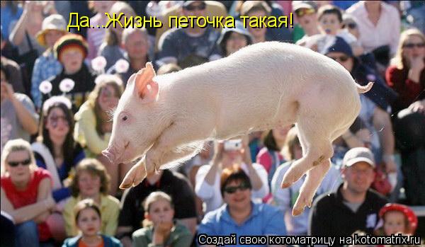 Котоматрица: Да...Жизнь петочка такая!