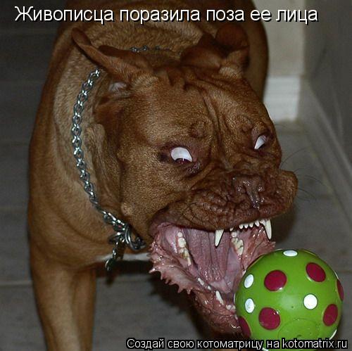 Котоматрица: Живописца поразила поза ее лица