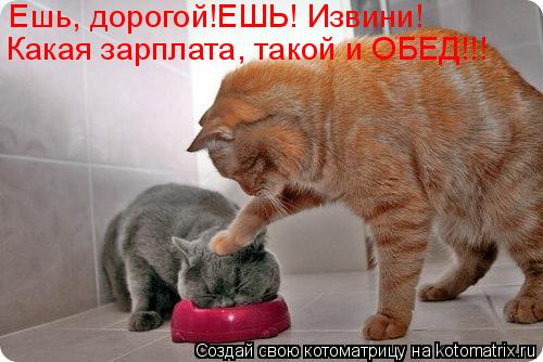 Котоматрица: Ешь, дорогой!ЕШЬ! Какая зарплата, такой и ОБЕД!!! Извини!