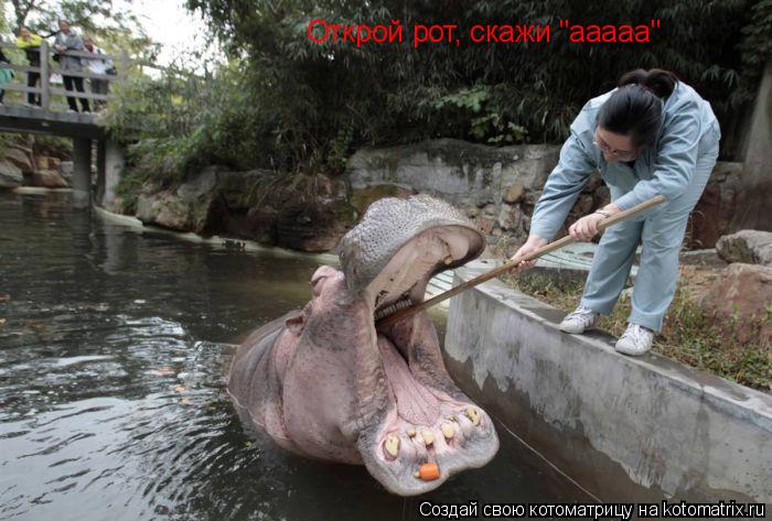 Котоматрица: Открой рот, скажи "ааааа"