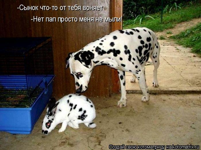 Котоматрица: -Cынок что-то от тебя воняет -Нет пап просто меня не мыли!