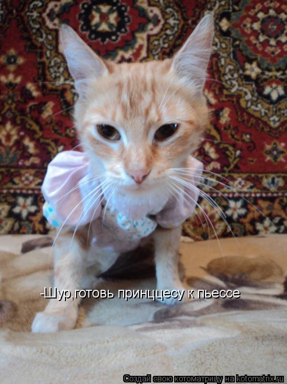 Котоматрица: -Шур,готовь принццесу к пьессе