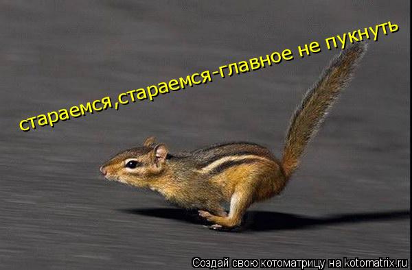 стараемся,стараемся-главное не пукнуть... Котоматрица: стараемся,стараемся-главное не пукнуть