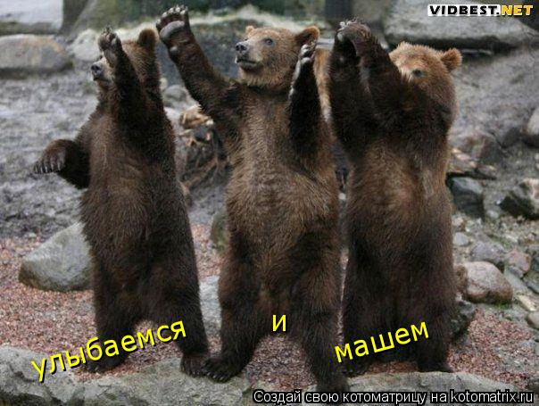 улыбаемся и машем... Котоматрица: улыбаемся и машем