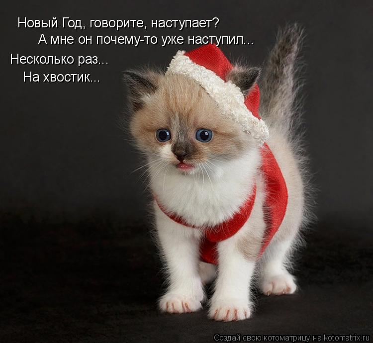 Новый Год, говорите, наступает? А мне он почему-то уже наступил... Несколько раз... На хвостик...... Котоматрица: Новый Год, говорите, наступает? А мне он почему-то уже наступил... Несколько раз... На хвостик...