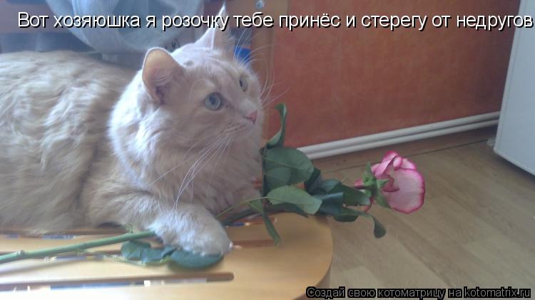 Вот хозяюшка я розочку тебе принёс и стерегу от недругов... Котоматрица: Вот хозяюшка я розочку тебе принёс и стерегу от недругов