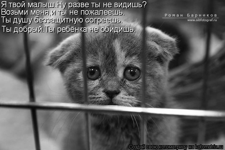 Я твой малыш.Ну разве ты не видишь? Возьми меня,и ты не пожалеешь. Ты душу беззащитную согреешь. Ты д... Котоматрица: Я твой малыш.Ну разве ты не видишь? Возьми меня,и ты не пожалеешь. Ты душу беззащитную согреешь. Ты добрый.Ты ребёнка не обидишь.