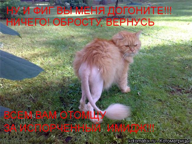 НУ И ФИГ ВЫ МЕНЯ ДОГОНИТЕ!!! НИЧЕГО! ОБРОСТУ, ВЕРНУСЬ ВСЕМ ВАМ ОТОМЩУ ЗА ИСПОРЧЕННЫЙ ИМИДЖ!!!... Котоматрица: НУ И ФИГ ВЫ МЕНЯ ДОГОНИТЕ!!! НИЧЕГО! ОБРОСТУ, ВЕРНУСЬ ВСЕМ ВАМ ОТОМЩУ ЗА ИСПОРЧЕННЫЙ ИМИДЖ!!!