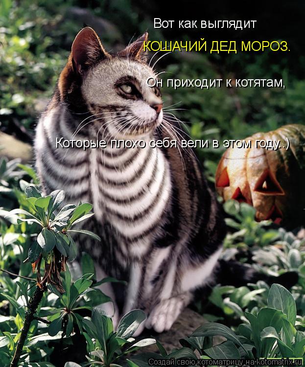 Вот как выглядит КОШАЧИЙ ДЕД МОРОЗ. Он приходит к котятам, Которые плохо себя вели в этом году..)... Котоматрица: Вот как выглядит КОШАЧИЙ ДЕД МОРОЗ. Он приходит к котятам, Которые плохо себя вели в этом году..)