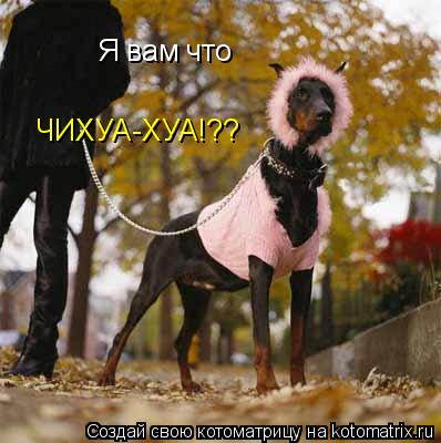 Я вам что ЧИХУА-ХУА!??... Котоматрица: Я вам что ЧИХУА-ХУА!??