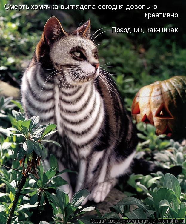 Смерть хомячка выглядела сегодня довольно креативно. Праздник, как-никак!... Котоматрица: Смерть хомячка выглядела сегодня довольно креативно. Праздник, как-никак!